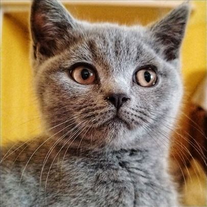 Britanska kratkodlaka, mače