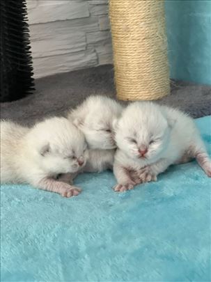 Britanska kratkodlaka, mače