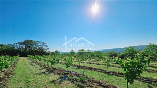 Grocka - Grocka - 89ari ID#24750