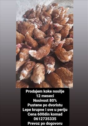 Koke Nosilje 12 Meseci