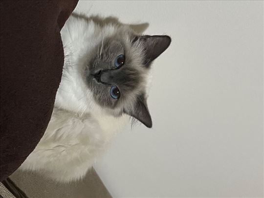 Luna- Sveta Birmanska , odrasla mačka