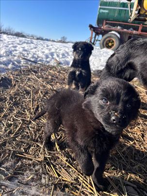 Mešanci traže dom! Nalaze se u Krčedinu