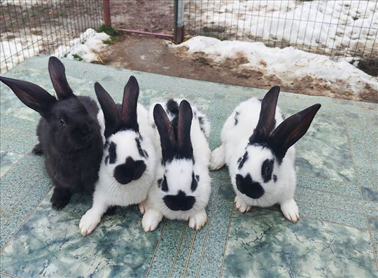 Mladi nemačkog sarca 