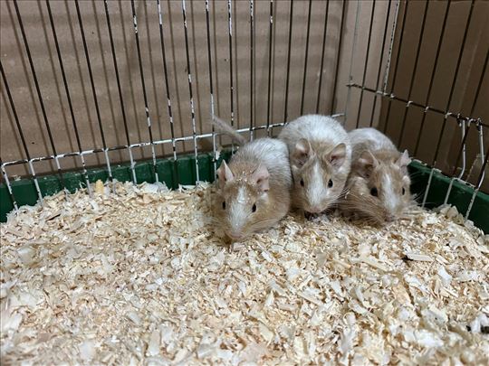 Poklanjam degu veverice