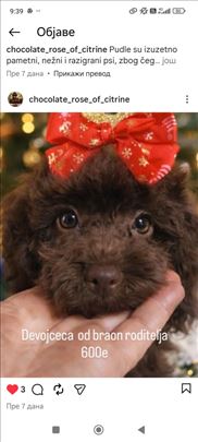 Pudla toj braon zenka 