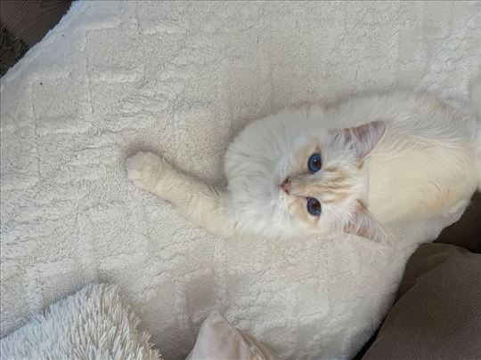 Sveta Birmanska , mlada mačka