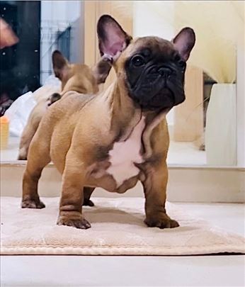 Francuski buldog stenci - musko,2 mes., top line !
