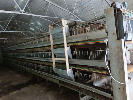 Kavezna oprema za koke nosilje 