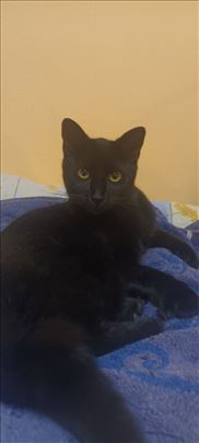 Mešanac, mlada mačka