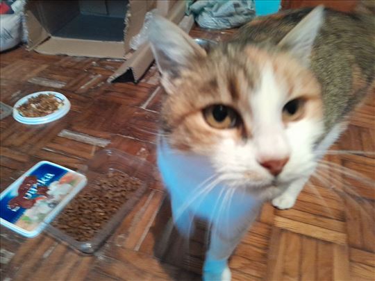 Mešanac, odrasla mačka