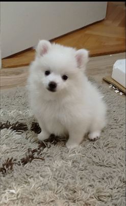 Mali nemački špic, štene