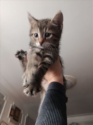 Pol jos uvek nije poznat jer je maca jos Uvek mala