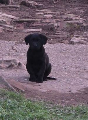 Udomljava se mešanac štene