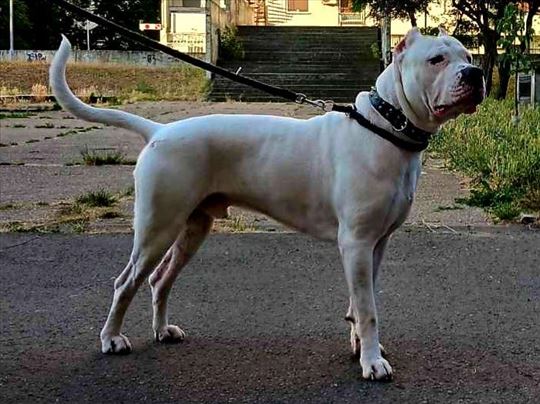 Argentinski pas, odrastao pas