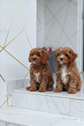 Cavapoo, f1 stenci 
