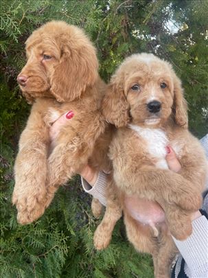 Labradoodle prelepi štenci