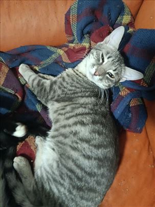 Mešanac, mlada mačka