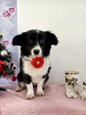 Mešanka Moli traži dom