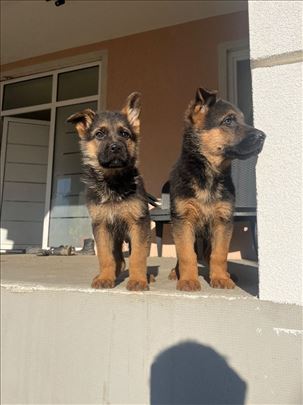 Nemački ovčar, štene