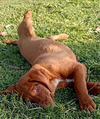 Potreban siguran dom! Udomite je! 