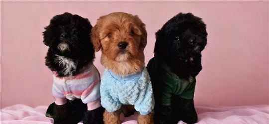 Cavapoo stenci oba pola