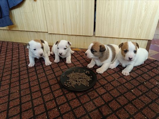 Džek Raselov terijer, štene