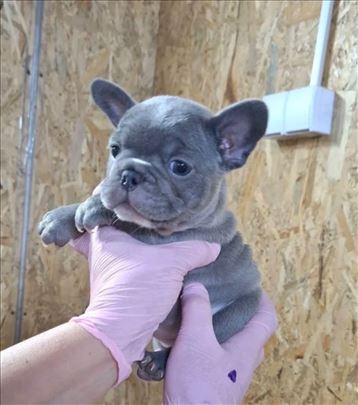 Francuski buldog, štene