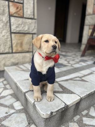 Labrador retriver, štenci
