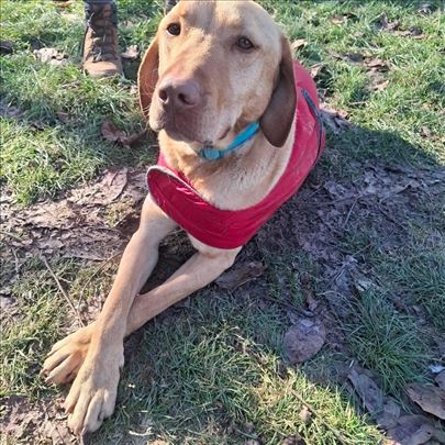 Mešanac, mlad pas, neobične lepote 