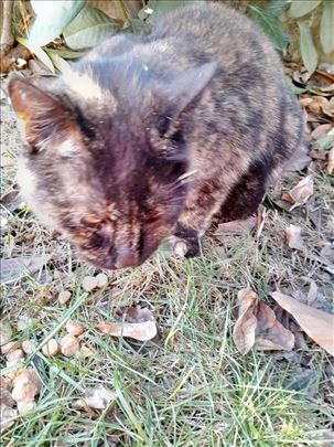 Mešanac, mlada mačka