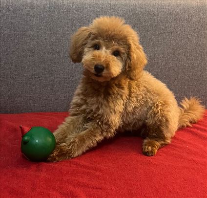 Patuljasta Toy pudla