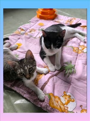 Udomljavaju se 3 mace Beograđanke