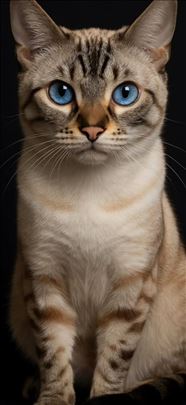 Bengalska mačka bengalski mačići