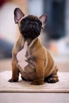 Francuski buldog stenci-vrhunsko izlozbeno poreklo