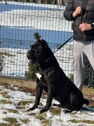 Kane korso, mlad pas