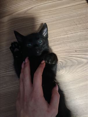 Mešanac, mlada mačka