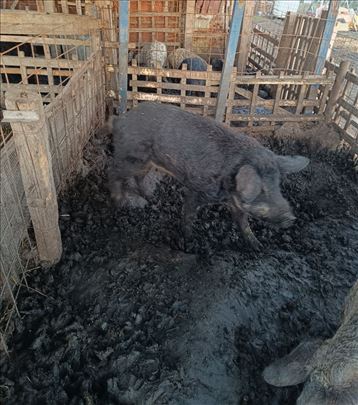 Mlad nerast crne mangulice 