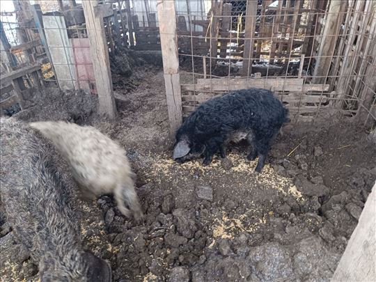 Nazimica crne mangulice u čistoj rasi 