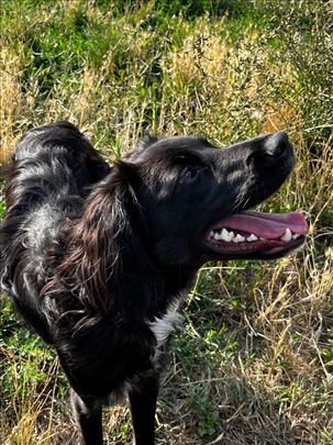 Poklanjam psa u dobre ruke (Beograd)