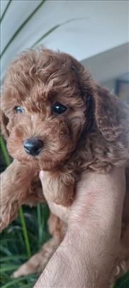 Pudla patuljasta, štene