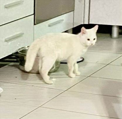 Spašeno Mače od 3,5 meseca iz Beograda