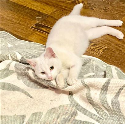 Spašeno Mače od 3,5 meseca iz Beograda