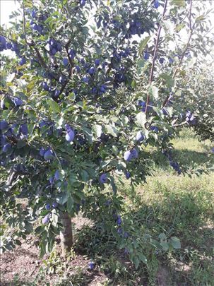 Starčevo, poljoprivredno zemljište-njiva I klase.