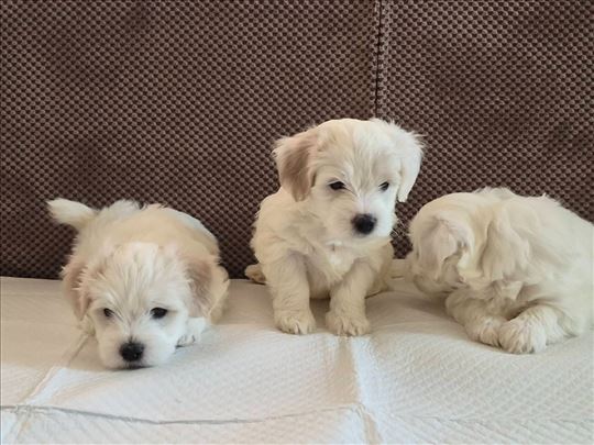 Tulearski pas (Koton), preslatki štenci