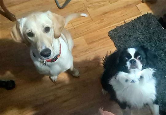 Uslužno šetanje pasa i čuvanje kućnih ljubimaca