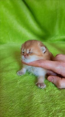 Britanska kratkodlaka, mače