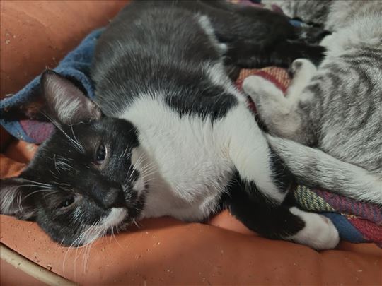 Crno Bela dama🐾🖤🤍😺