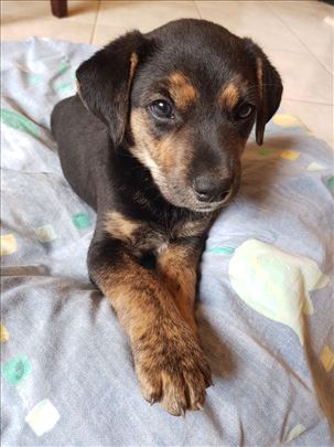 Davidoff, štene za udomljavanje