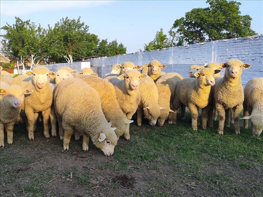Ile de france dviske, ovnići