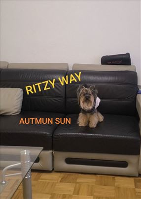 Jorkširski terijer,muzijak za parenje